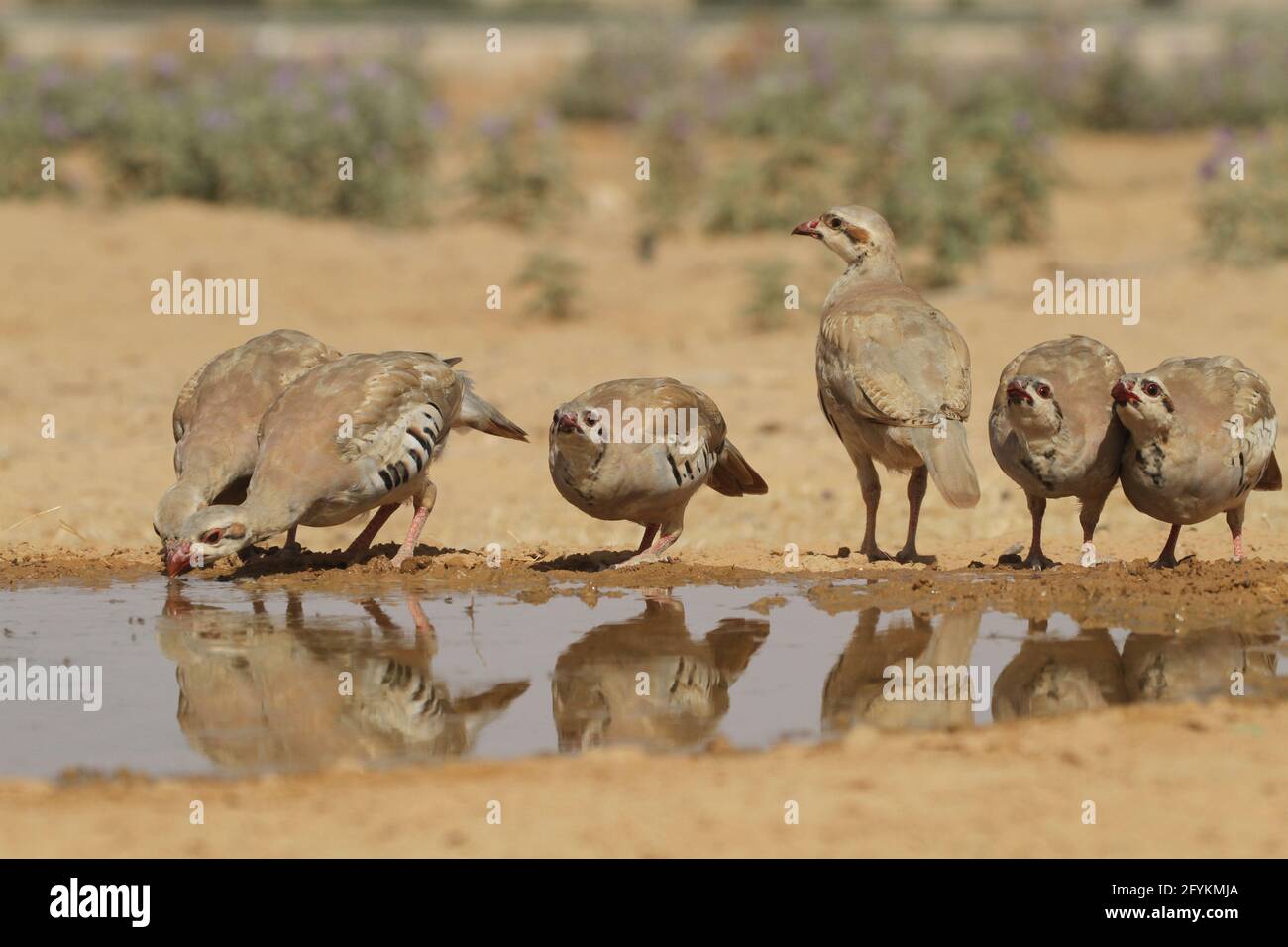 Chukar Partridge oder Chukar (Alectoris chukar) fotografiert in Israel, in der Nähe eines Wasserpools Negev Wüste. Ein paläarktischer Hochland-Gamebird im Fasanenfam Stockfoto