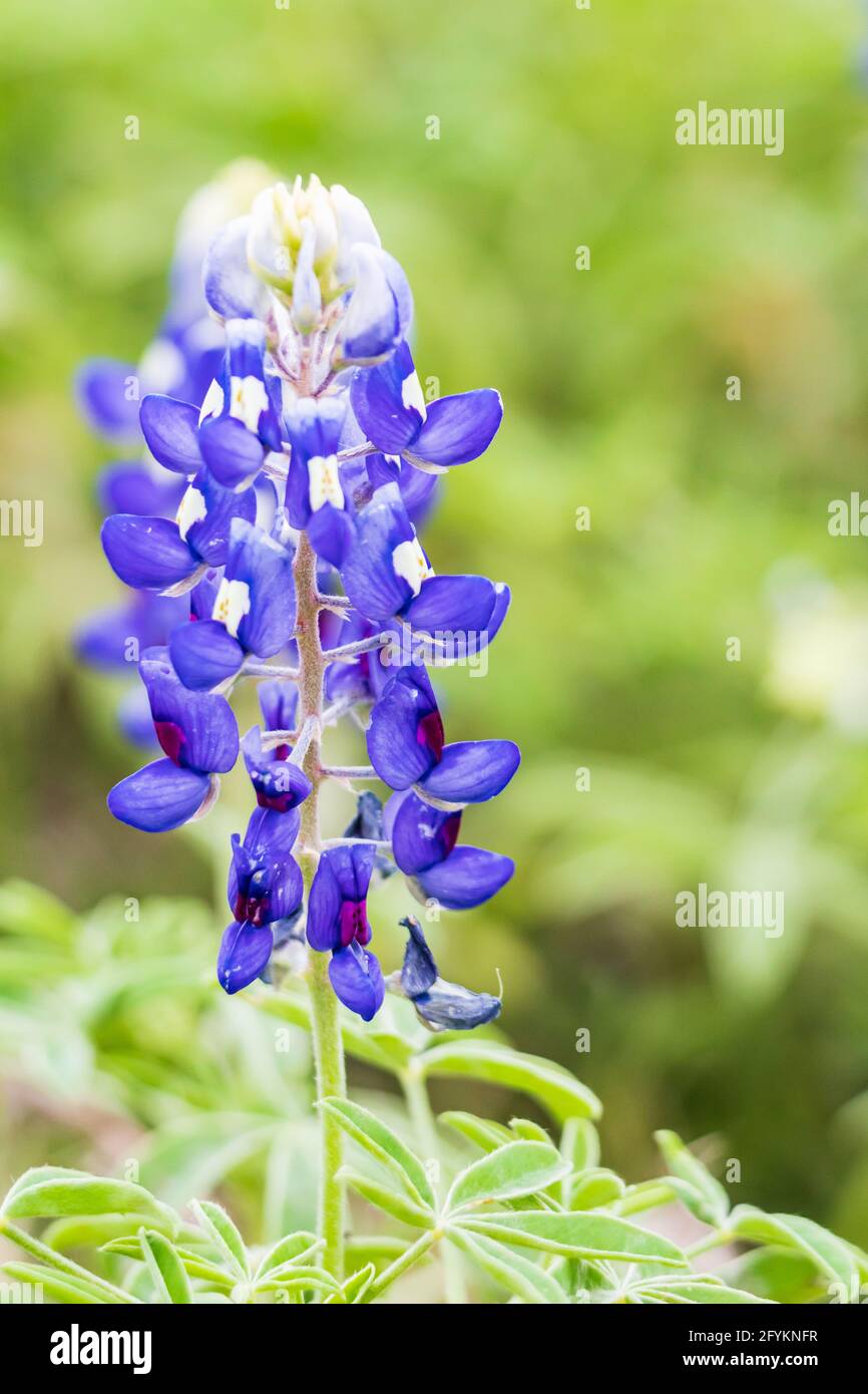 SPICEWOOD, Texas, USA. Bluebonnet Wildblumen in der Texas Hill Country. Stockfoto