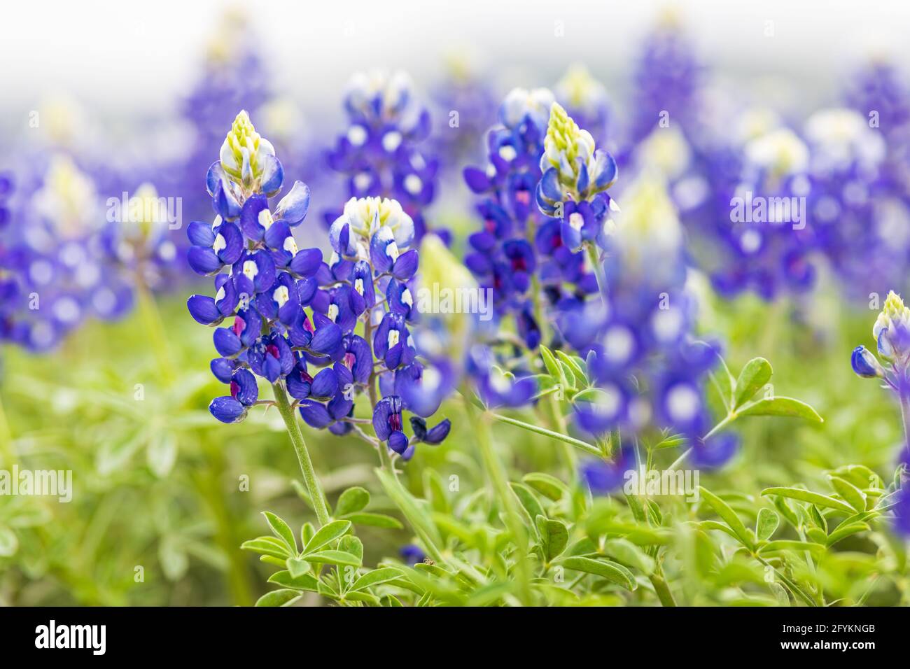 SPICEWOOD, Texas, USA. Bluebonnet Wildblumen in der Texas Hill Country. Stockfoto