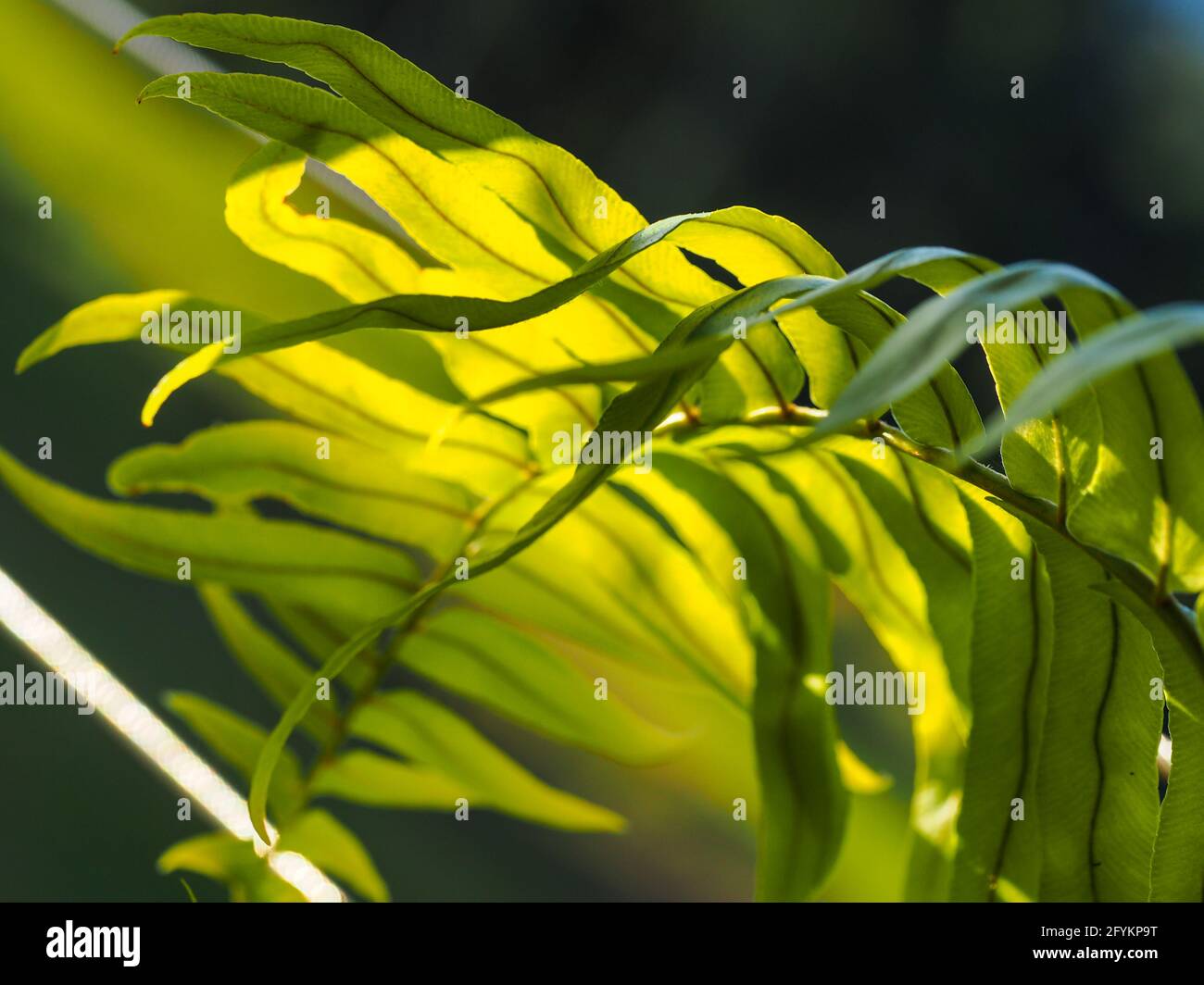 Wunderschöne Natur, sonnenbeleuchtete Farnblätter, grün und lockig im sanften Licht Stockfoto