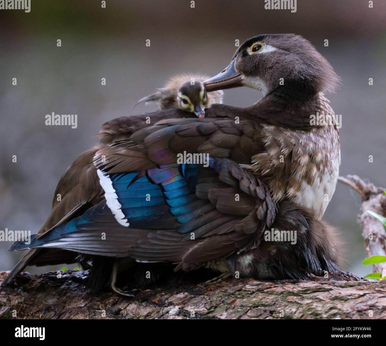 Die weibliche Holzente, Aix sponsa, hilft ihrem neugeborenen Küken auf dem Rücken zu klettern, während sie den Rest ihrer Brut bedeckt, um ihnen an einem frischen Frühlingstag Wärme zu geben. Stockfoto