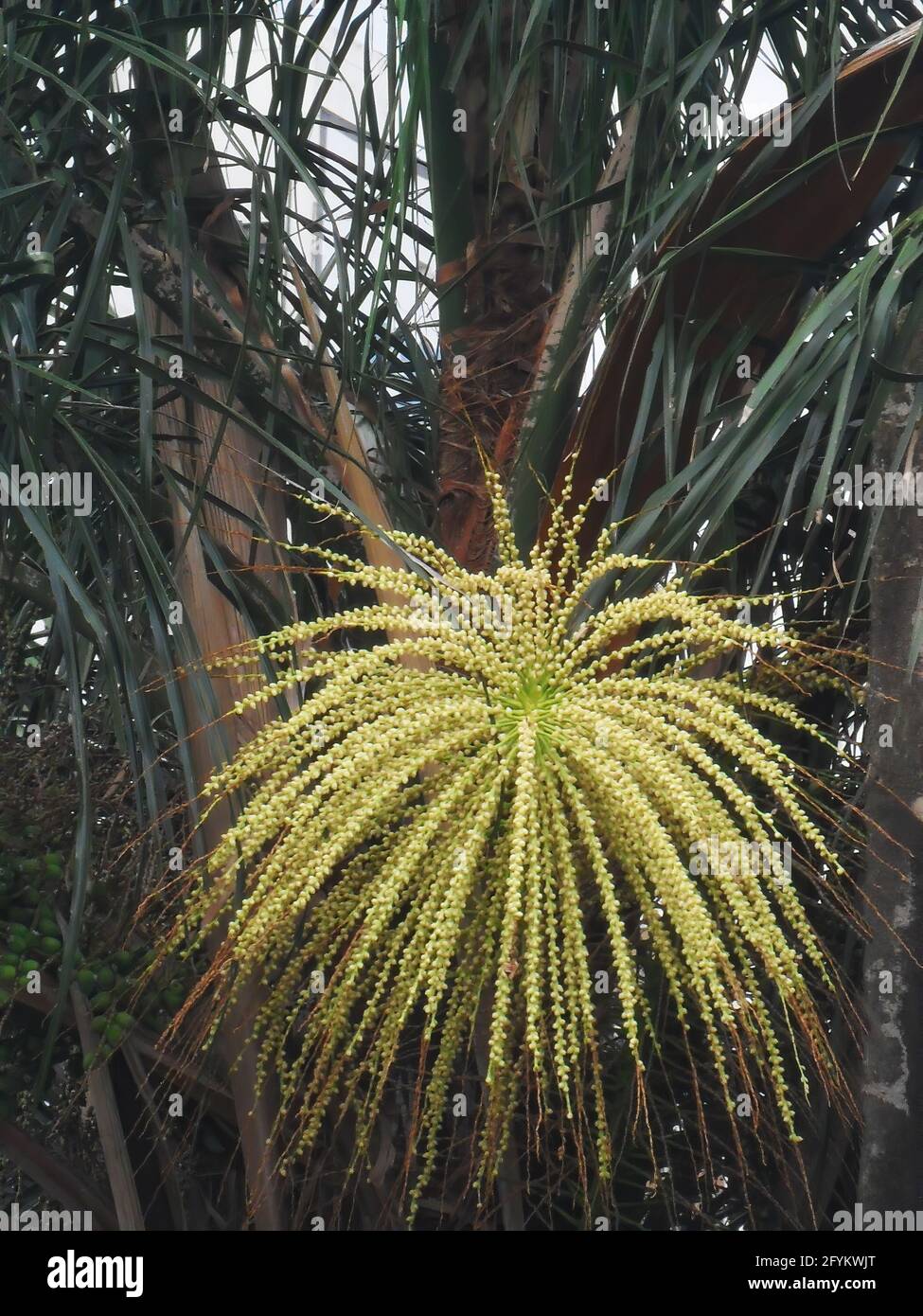Aufnahme einer blühenden Palmenblüte in einem niedrigen Winkel Stockfoto
