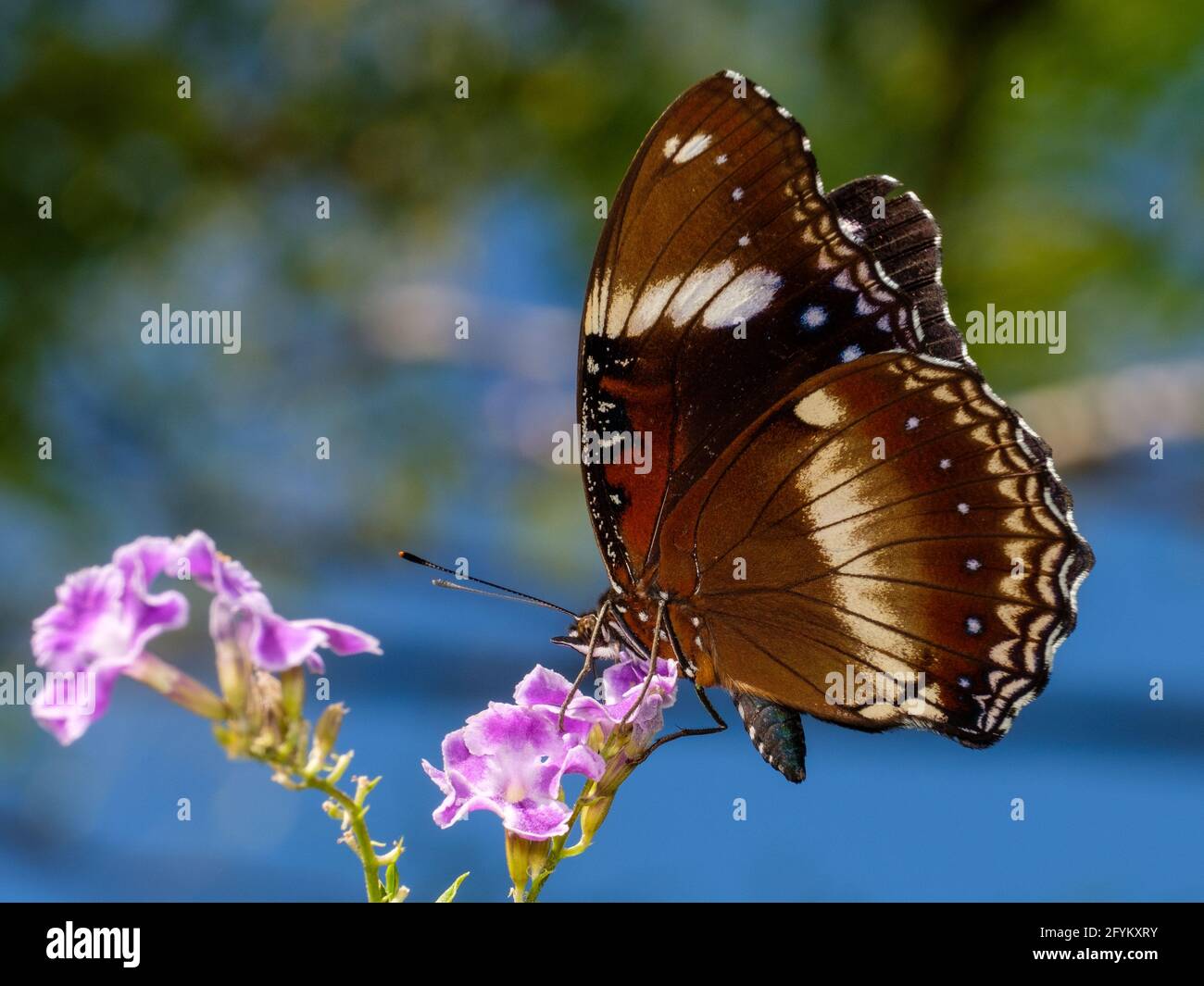 Schmetterlinge im Garten Stockfoto
