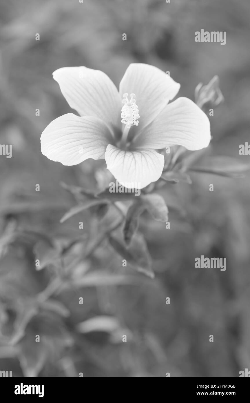 Ein attraktiver Hibiskus in Monochrom Stockfoto
