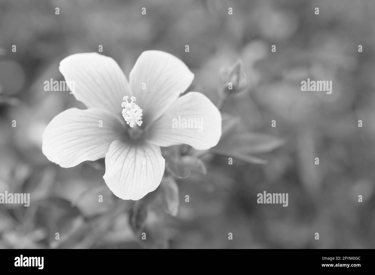 Ein attraktiver Hibiskus in Monochrom Stockfoto