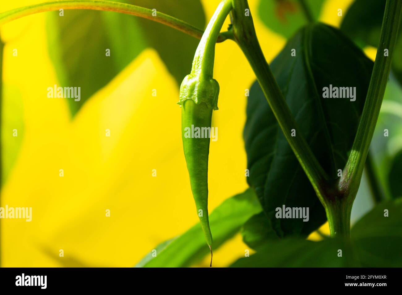 Heiße Chilischoten. Paprikaschote grün. Paprika auf einem Zweig. Wachsende Sämlinge. Würze für Lebensmittel. Gewürze und Zusatzstoffe. Stockfoto