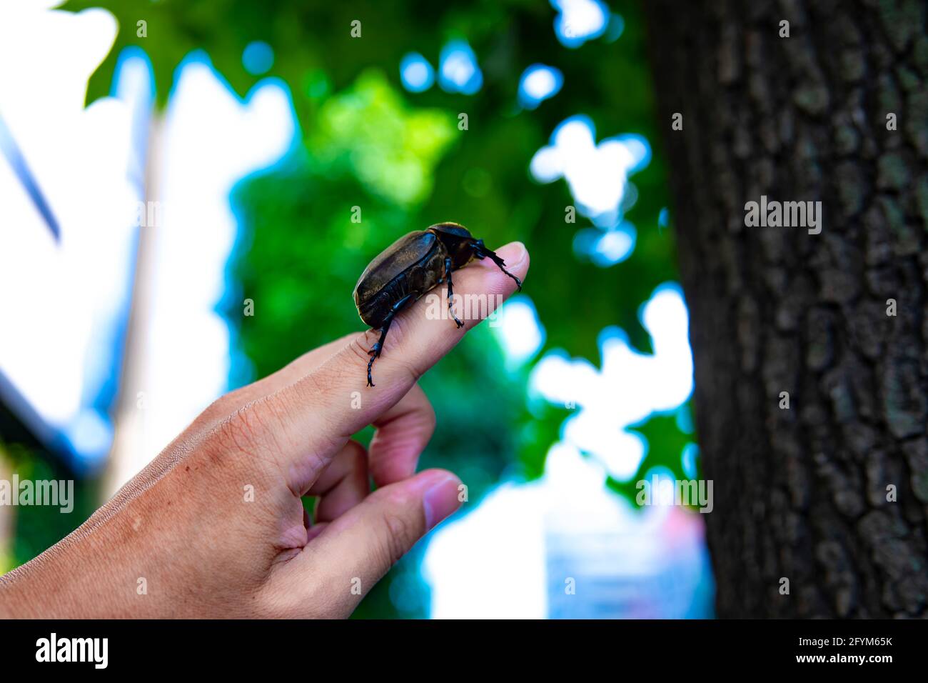 Ein Käferweibchen am Finger am Baum in der Nähe Die Straße in Tokio aus der Nähe Stockfoto