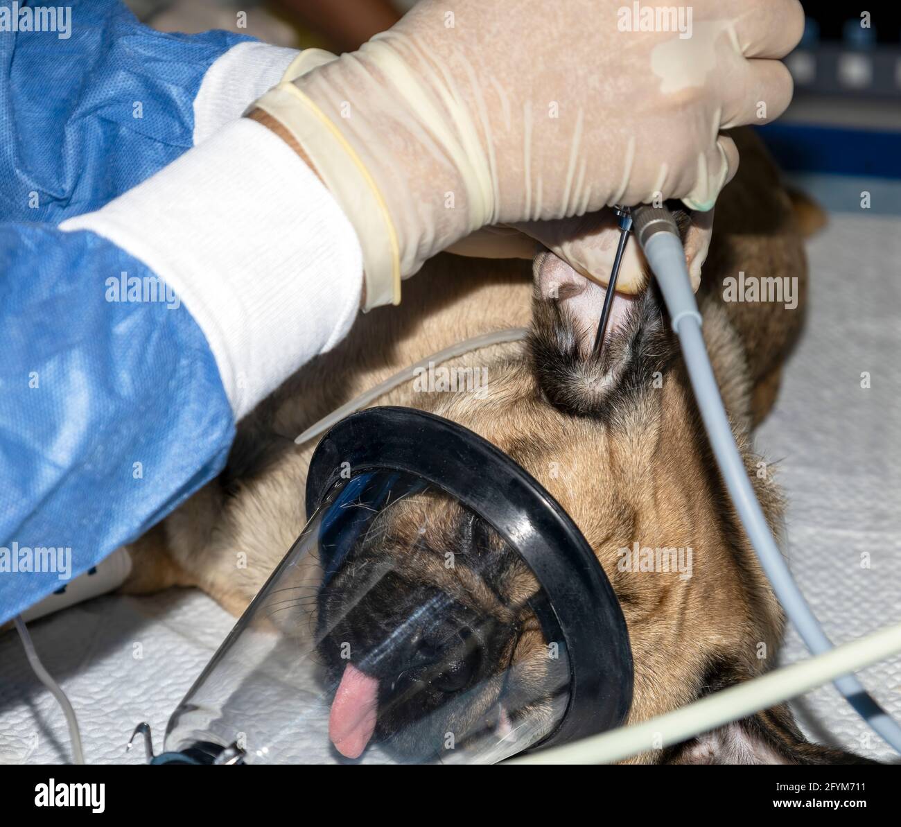 Ein Tierarzt führt ein Endokop durch, um das Innere zu inspizieren Des Gehörgangs eines Mops auf Anomalien Stockfoto