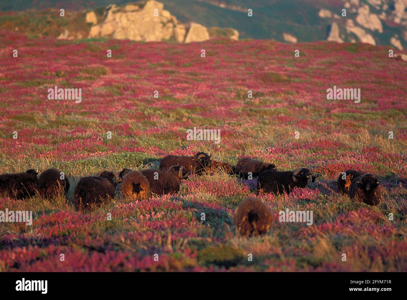 FRANKREICH, FINISTERE(29), CAPE SIZUN, IN DEN MAUREN MIT HEATHERIN-BLÜTE BEDECKT, SCHWARZE SCHAFE AUS OUESSANT BRETAGNE IMPORTIERT. Stockfoto