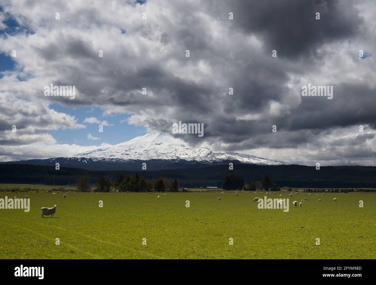 Eine ländliche Farmszene mit einer Herde Schafe mit dem Berg Ruapehu im Hintergrund. Stockfoto