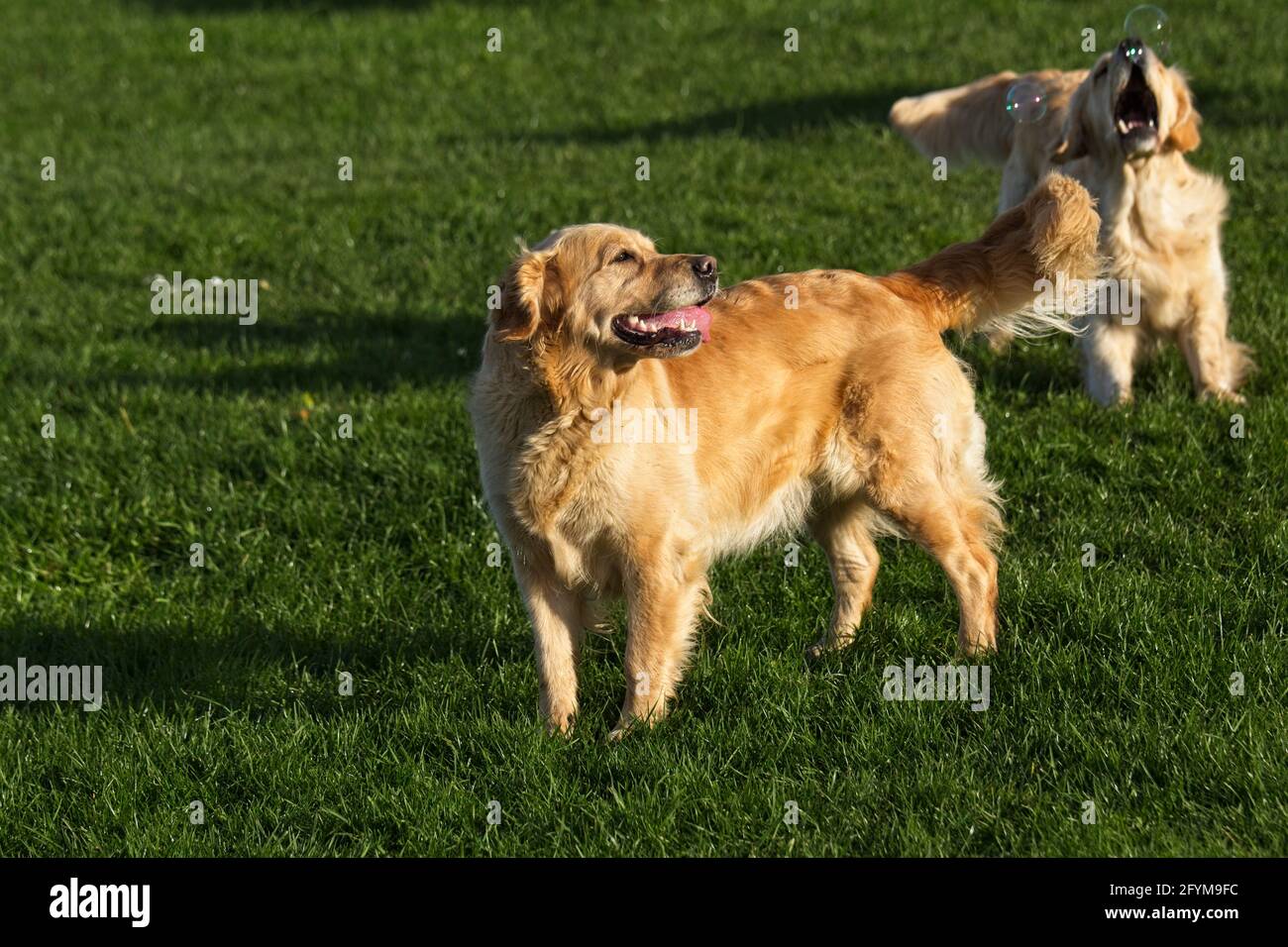 Golden Retriever spielen draußen in ihrer natürlichen Umgebung auf Gras jagen Blasen. Stockfoto
