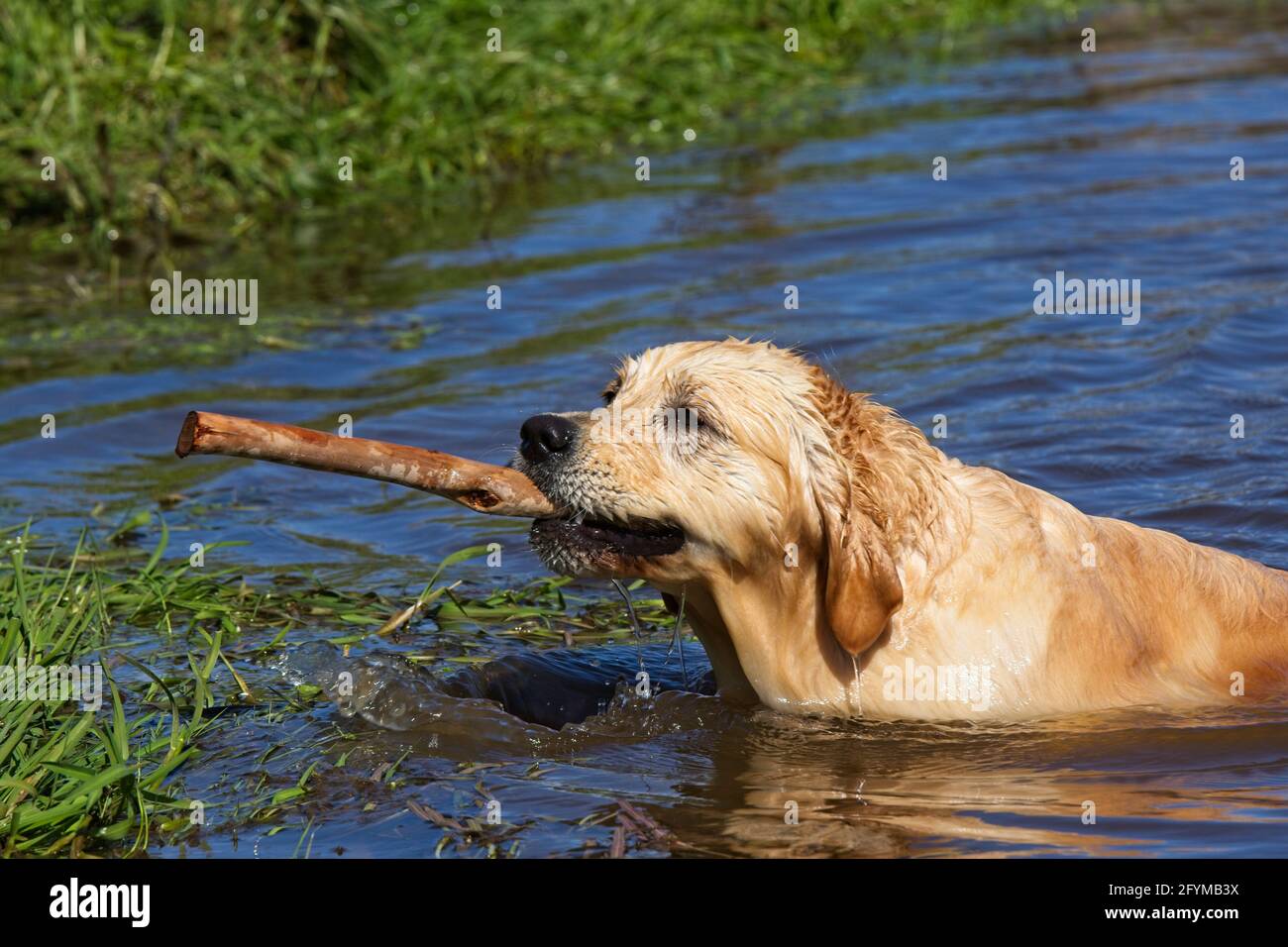 Golden Retriever spielen in und um einen Teich herum. Stockfoto