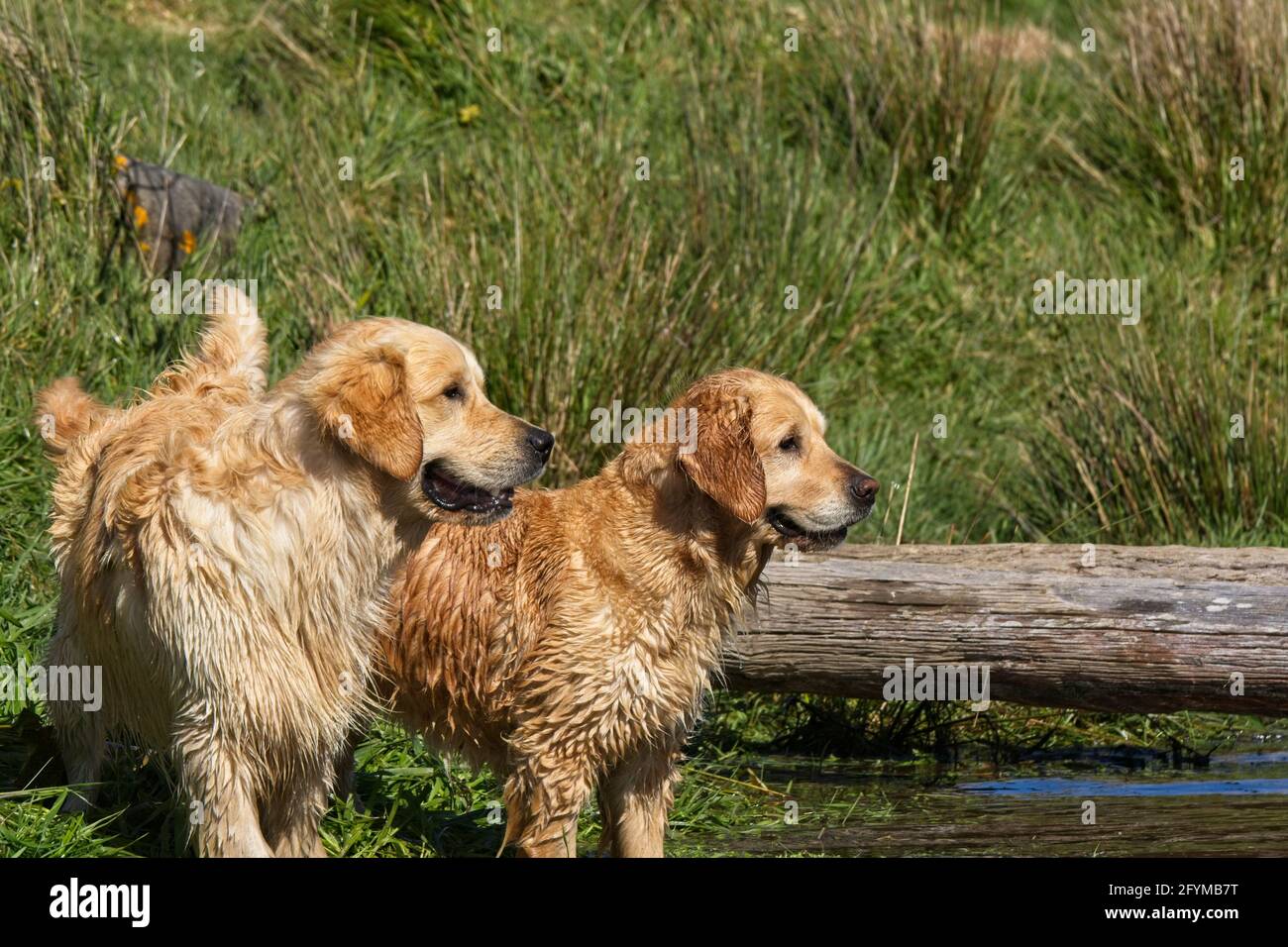 Golden Retriever spielen in und um einen Teich herum. Stockfoto