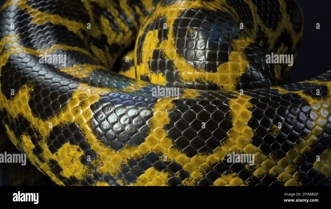 Yellow anaconda -Fotos und -Bildmaterial in hoher Auflösung - Seite 2 -  Alamy