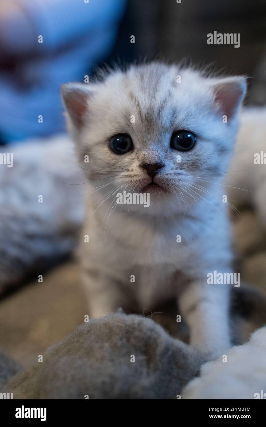 Weiße Babykatze mit blauen Augen sehen in der Kamera niedlich aus  Stockfotografie - Alamy