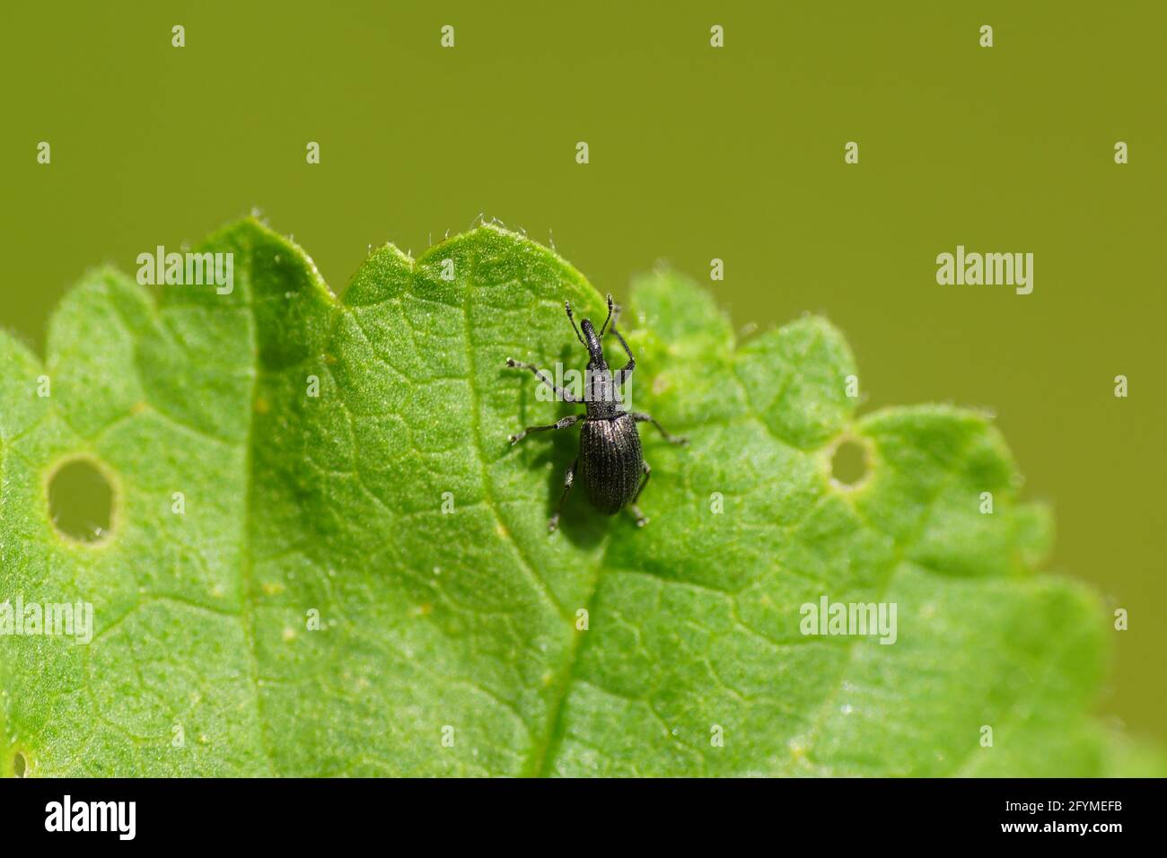Apion. Sehr kleiner Rüsselkeil 3 mm. Familie Apionidae, Brentidae. Wahrscheinlich Aspidapion radiolus oder Aspidapion aeneum auf einem Blatt gemeiner Malge Stockfoto