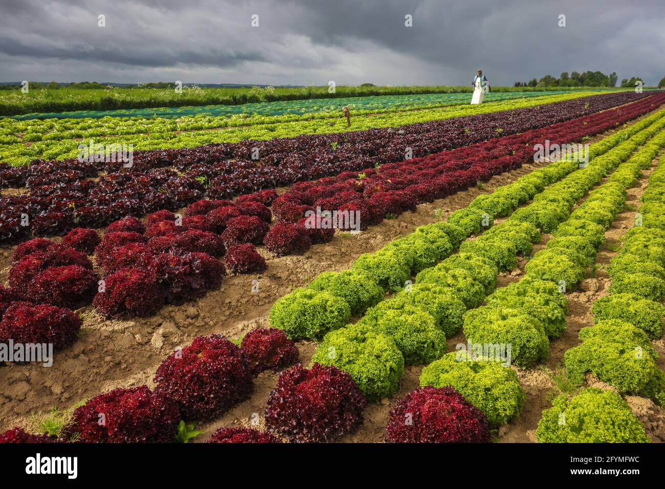 Soest, Sachsen, Nordrhein-Westfalen, Deutschland - Gemüseanbau, Salatpflanzen wachsen in Reihen im Feld, Eichenblattsalat (Lactus sativa var. cri Stockfoto