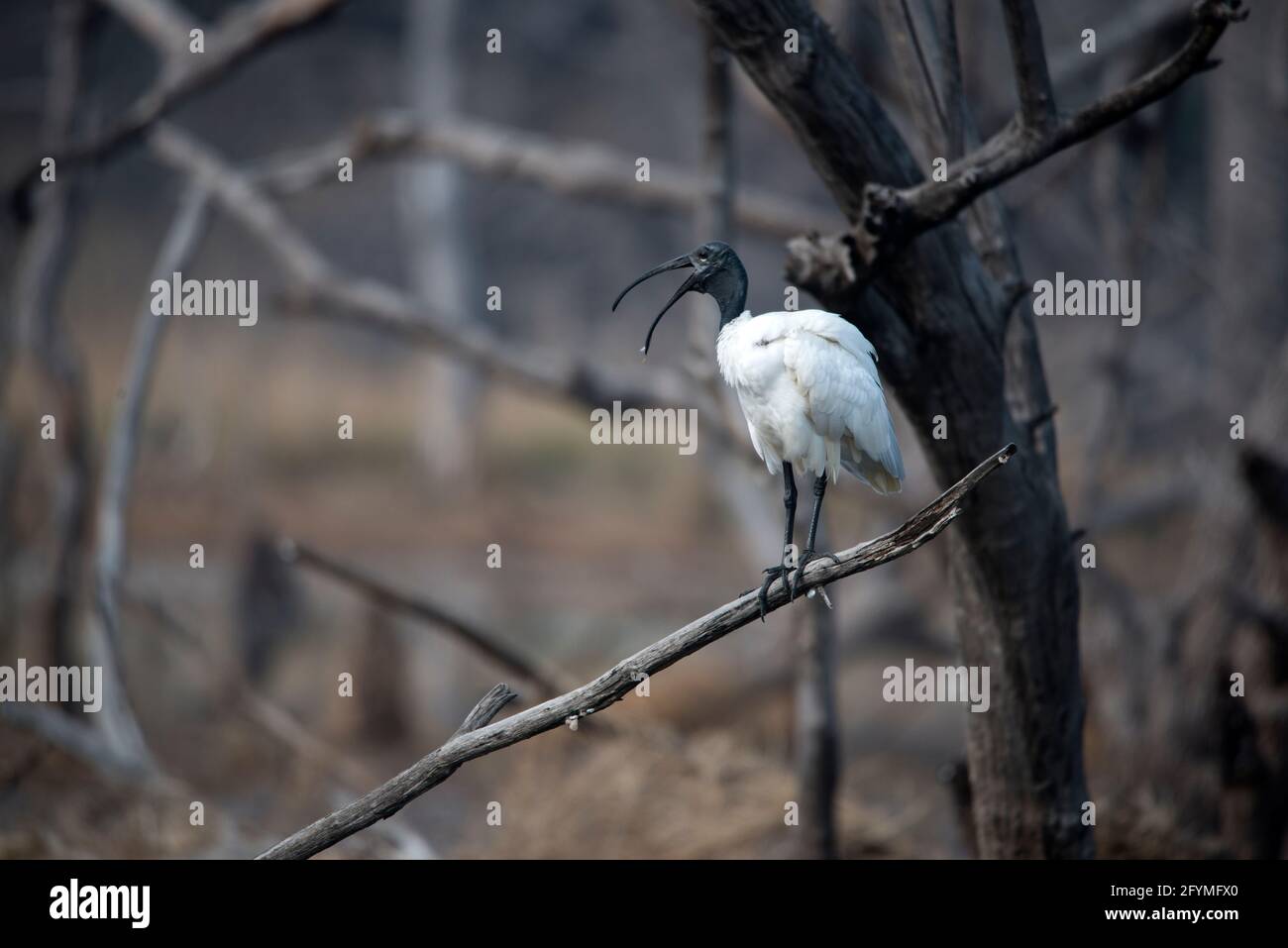 Vogelbeobachtung in freier Wildbahn Stockfoto