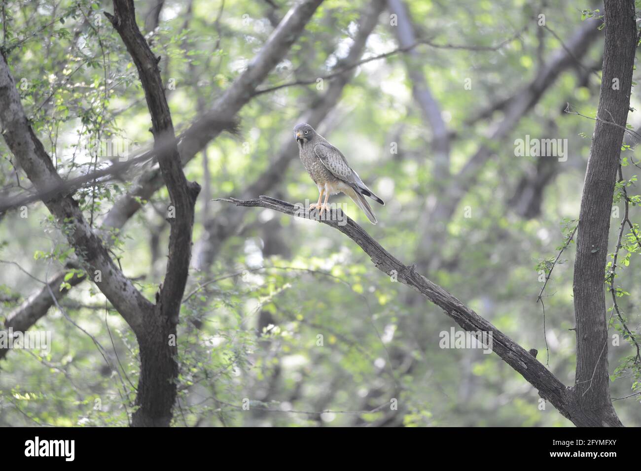 Vogelbeobachtung in freier Wildbahn Stockfoto