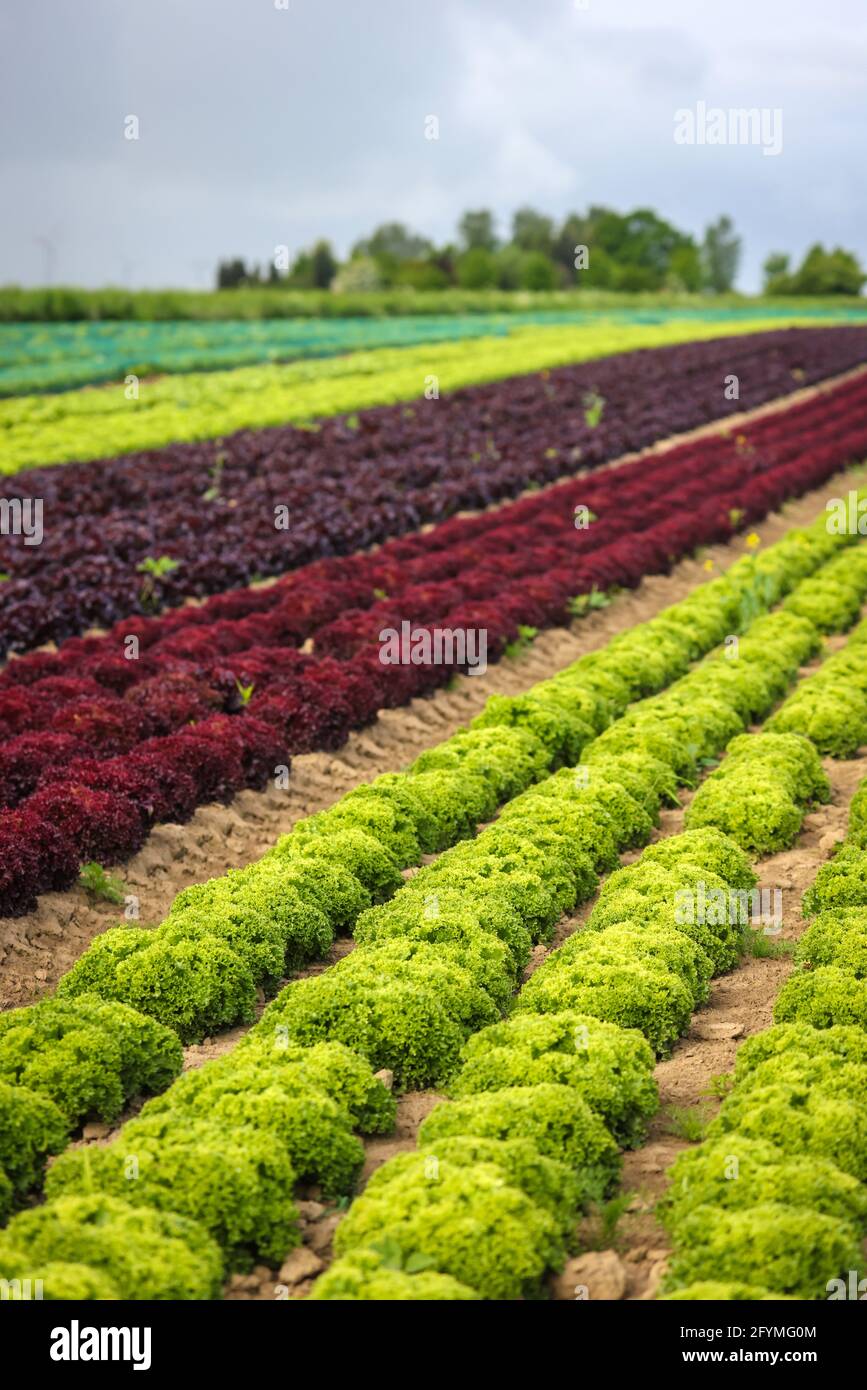 Soest, Sachsen, Nordrhein-Westfalen, Deutschland - Gemüseanbau, Salatpflanzen wachsen in Reihen im Feld, Eichenblattsalat (Lactus sativa var. cri Stockfoto