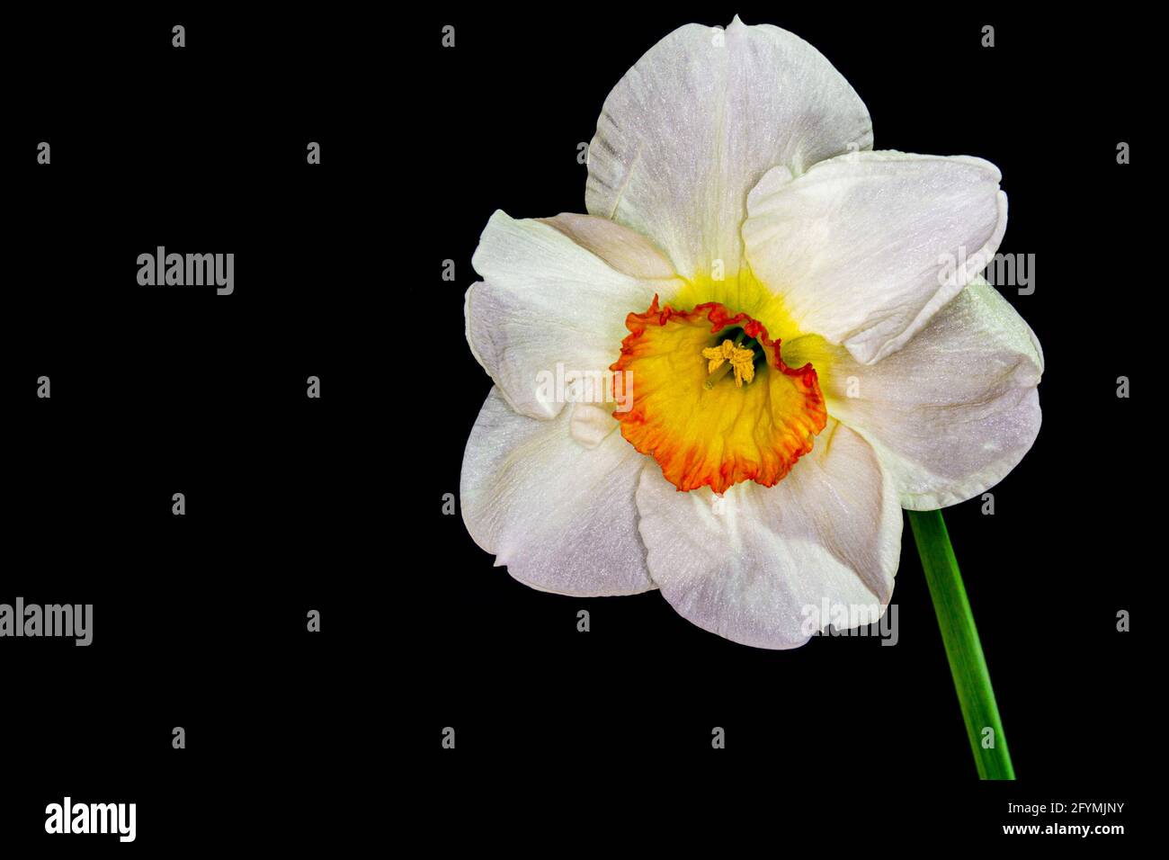 Frühlingsdaffodil auf schwarzem Hintergrund EINE Nahaufnahme eines Blume Stockfoto