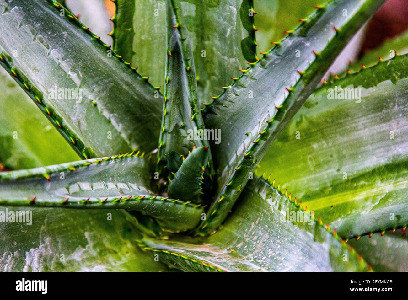 Aloe Pflanze Nahaufnahme Makro groß grün Stockfoto