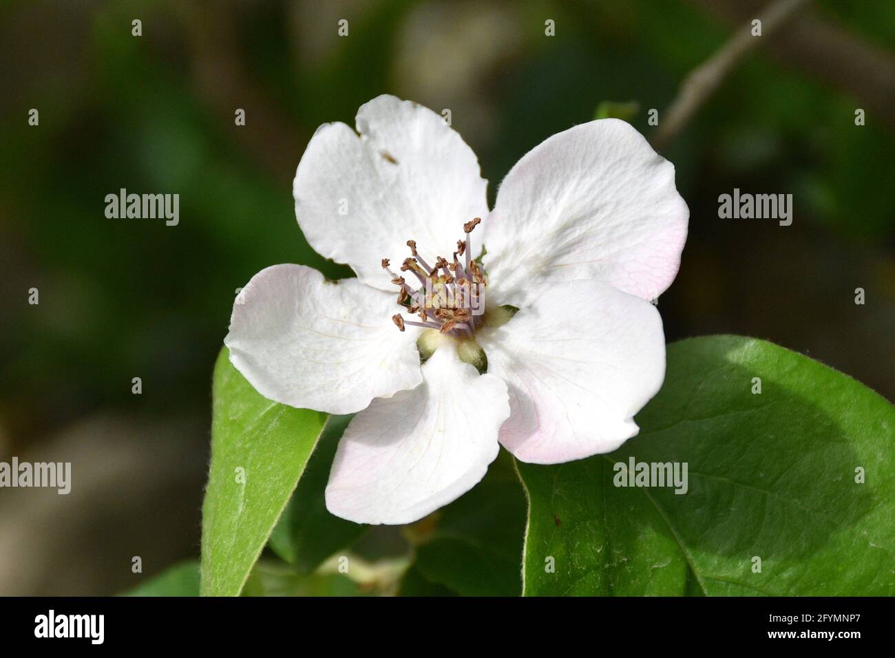 Weiße Quitten-Blume (Cydonia oblonga). Fruchtiger Garten, sonniger Tag in Munilla, La Rija, Spanien. Stockfoto