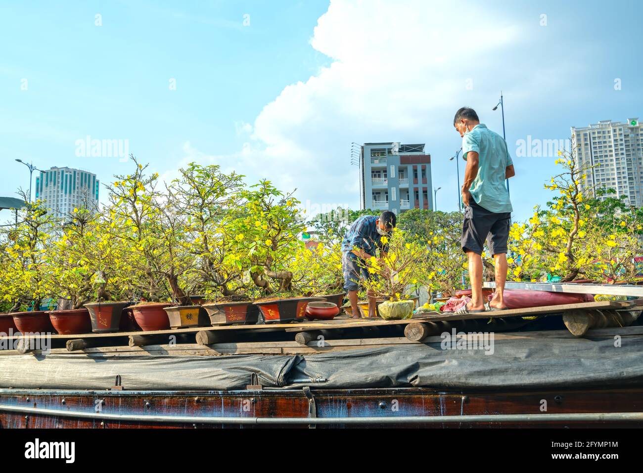 Bauern, die sich um Bonsai-Zierblumen auf dem Markt für Aprikose und viele andere Blumen am Neujahrsfest in Ho Chi Minh City, Vietnam kümmern Stockfoto