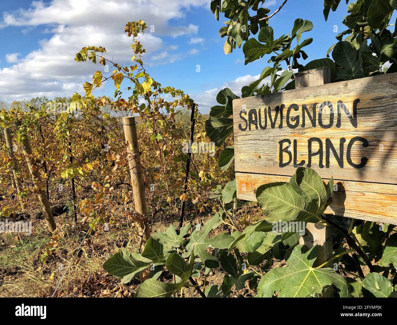im Herbst steht in einem Weinberg ein schild mit dem aufschrift „saulwein Blanc“ Stockfoto