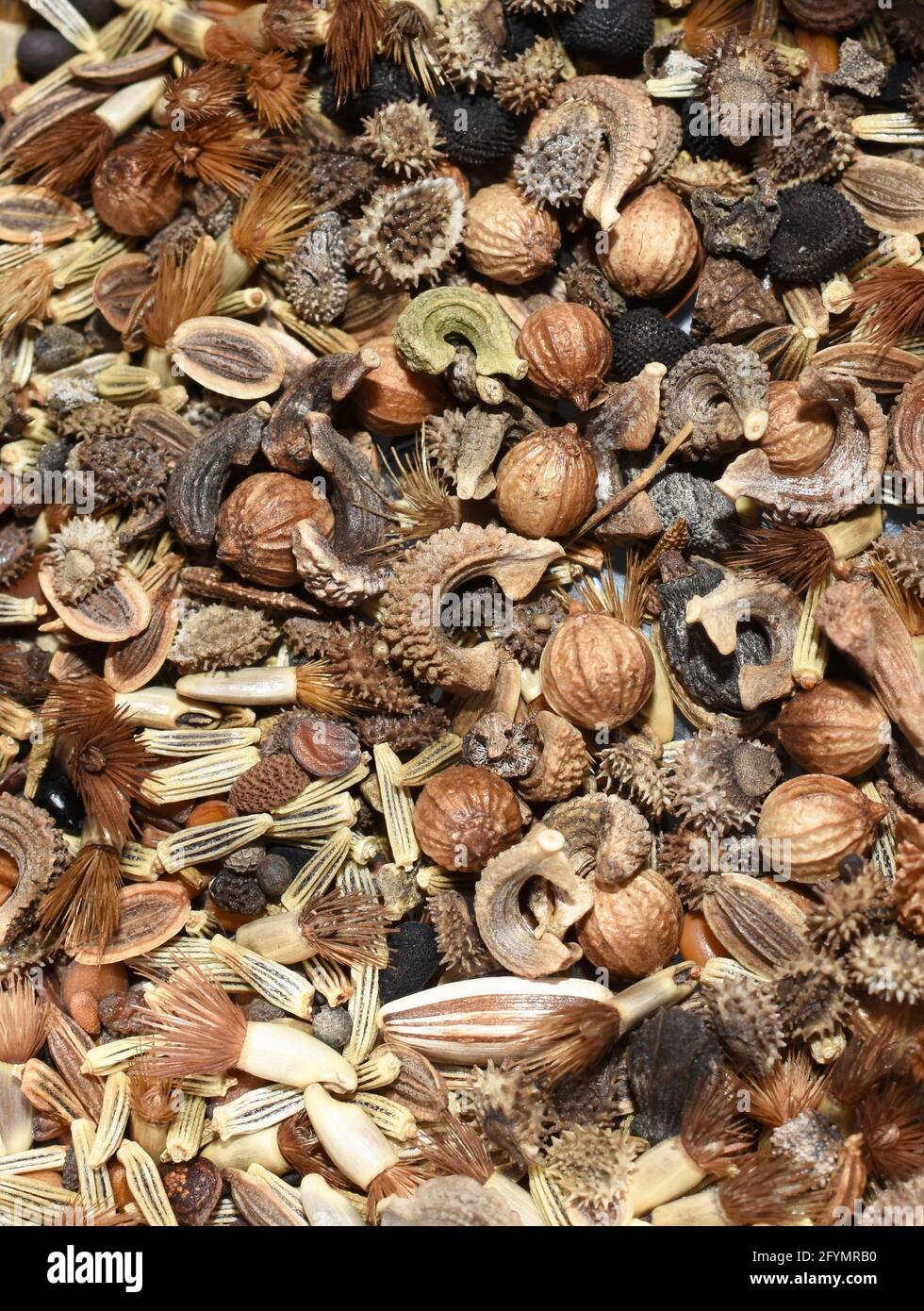 Samen aus vielen verschiedenen Wildblumen werden bei der Sammlung in der Nähe gesammelt Stockfoto