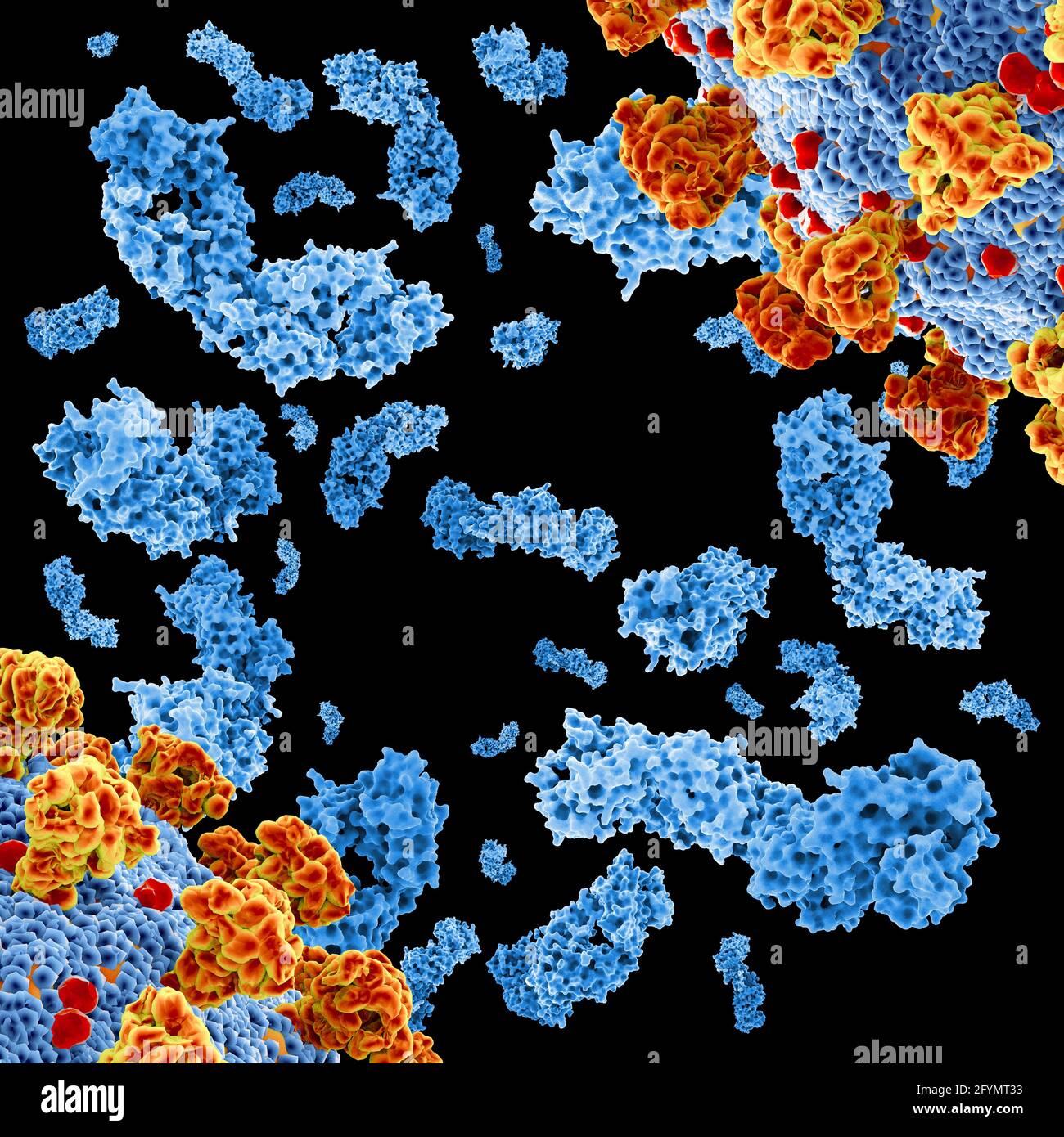 HIV-Antikörper, die mit Peptiden komplex sind, Illustration Stockfoto
