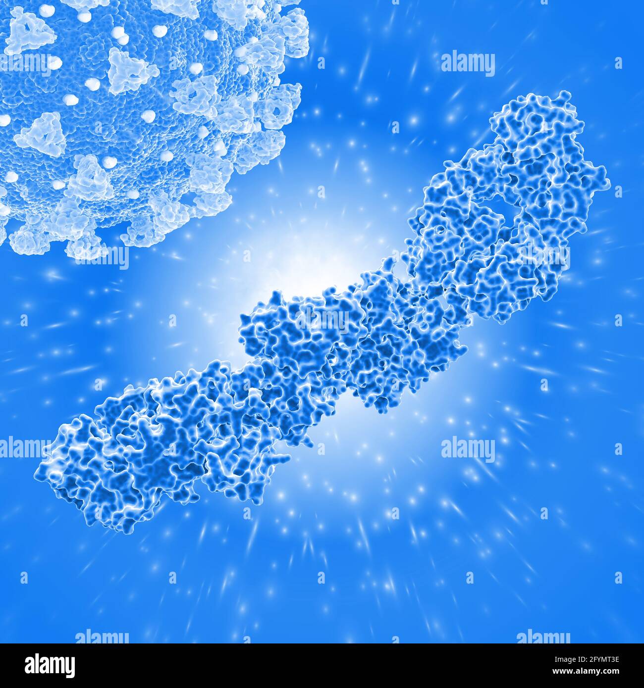 Kreuzreaktives HIV-Antikörperfragment, Illustration Stockfoto