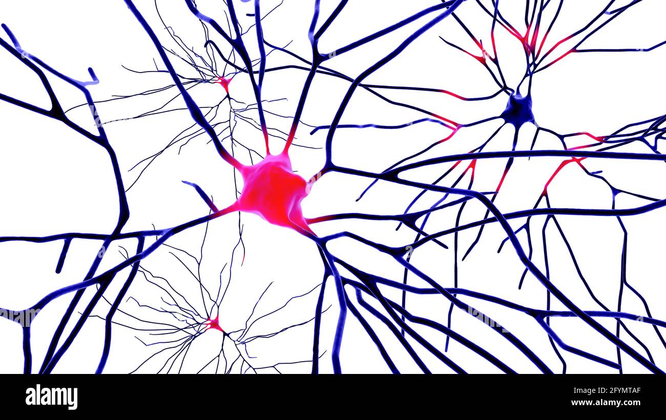 Menschliche Nervenzellen des Gehirns, Illustration Stockfoto