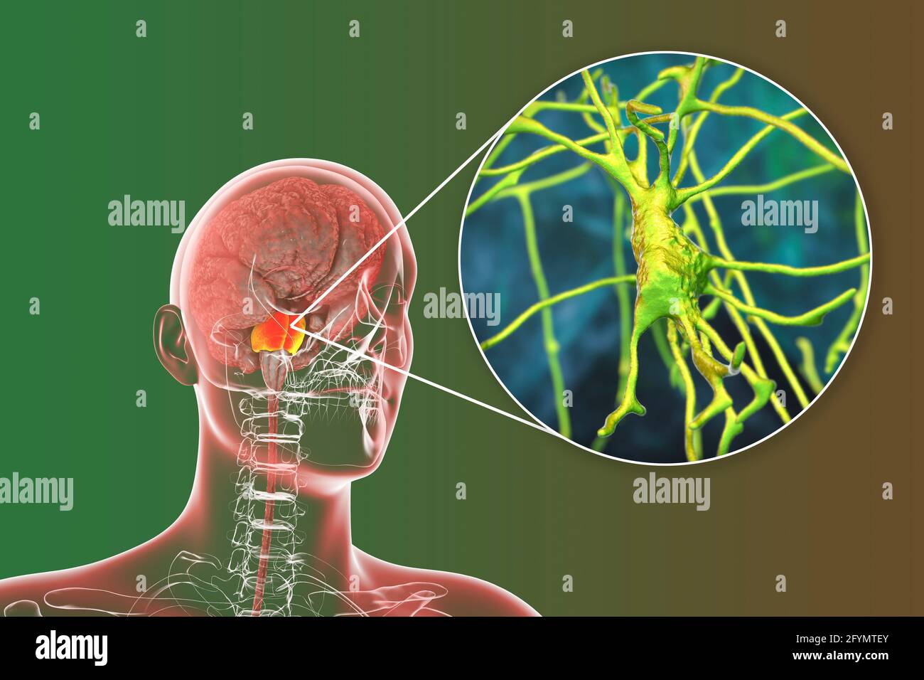 Menschliches Gehirn mit hervorgehobenen pons und Neuronen, Illustration Stockfoto