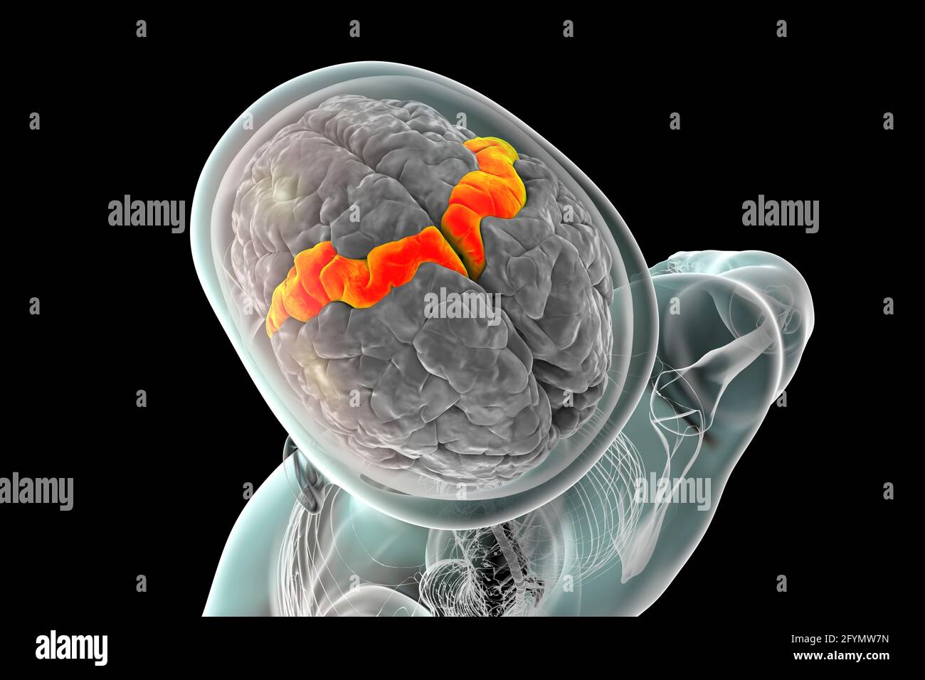 Menschliches Gehirn mit hervorgehobener präzentraler Gyrus, Illustration Stockfoto
