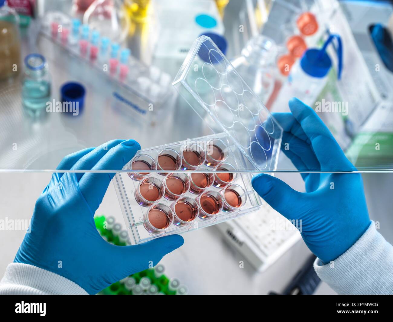 Zellbiologische Forschung Stockfoto