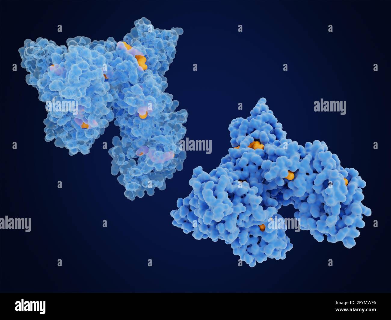 Humanserum-Albumin-Protein, Abbildung Stockfoto