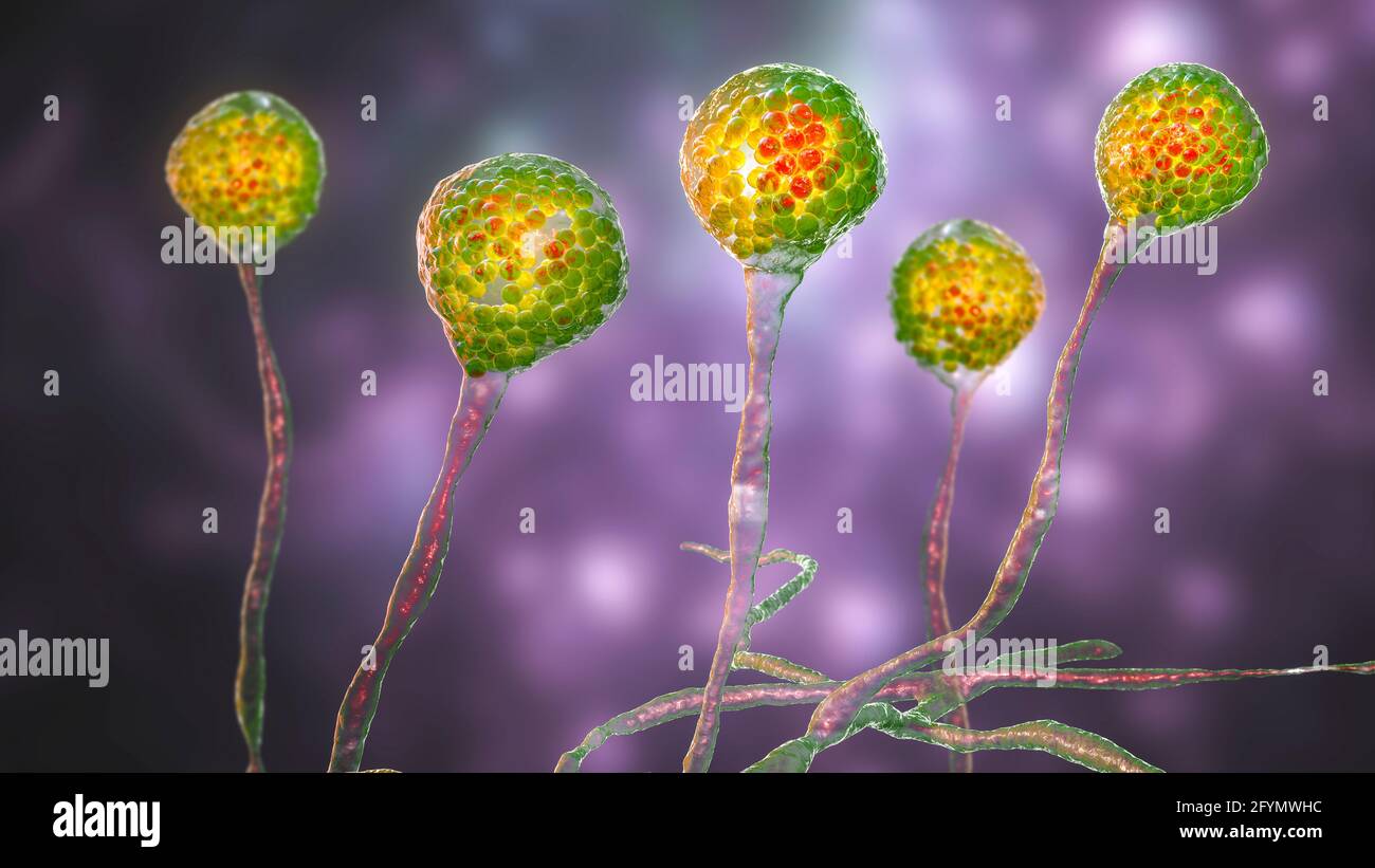 Mucorales pilz Fotos und Bildmaterial in hoher Auflösung Alamy