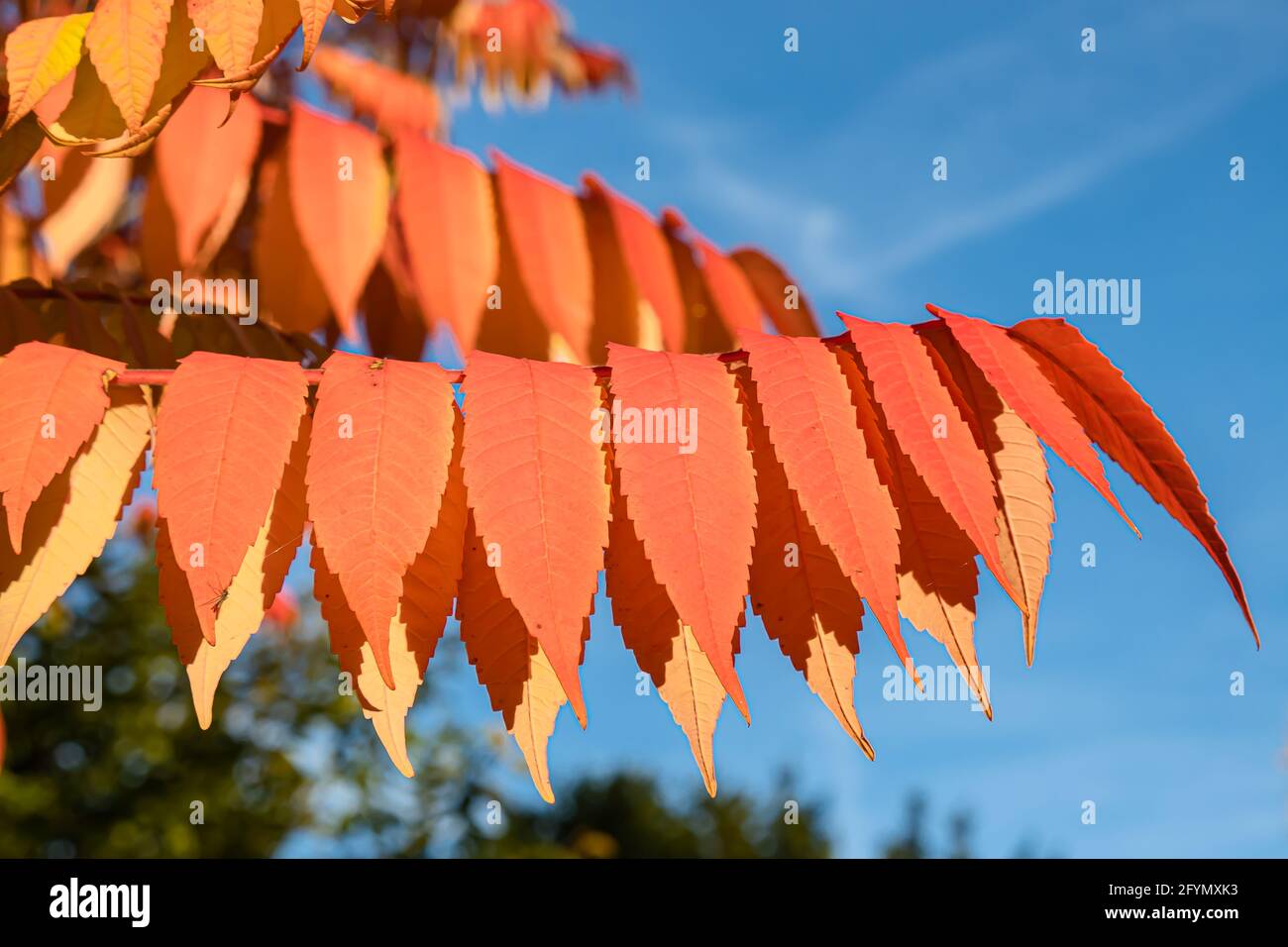Rheinfall, Schweiz - 25. Oktober 2020: Nahaufnahme der Branche mit herbstlich gefärbten roten Blättern Stockfoto
