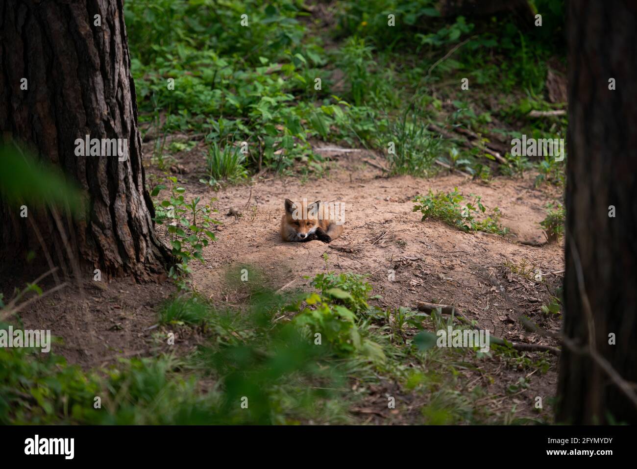 Im Wald liegender Rotfuchs im Sand mit offenen Augen, die direkt in die Kamera blicken. Porträt eines Füchses. Stockfoto