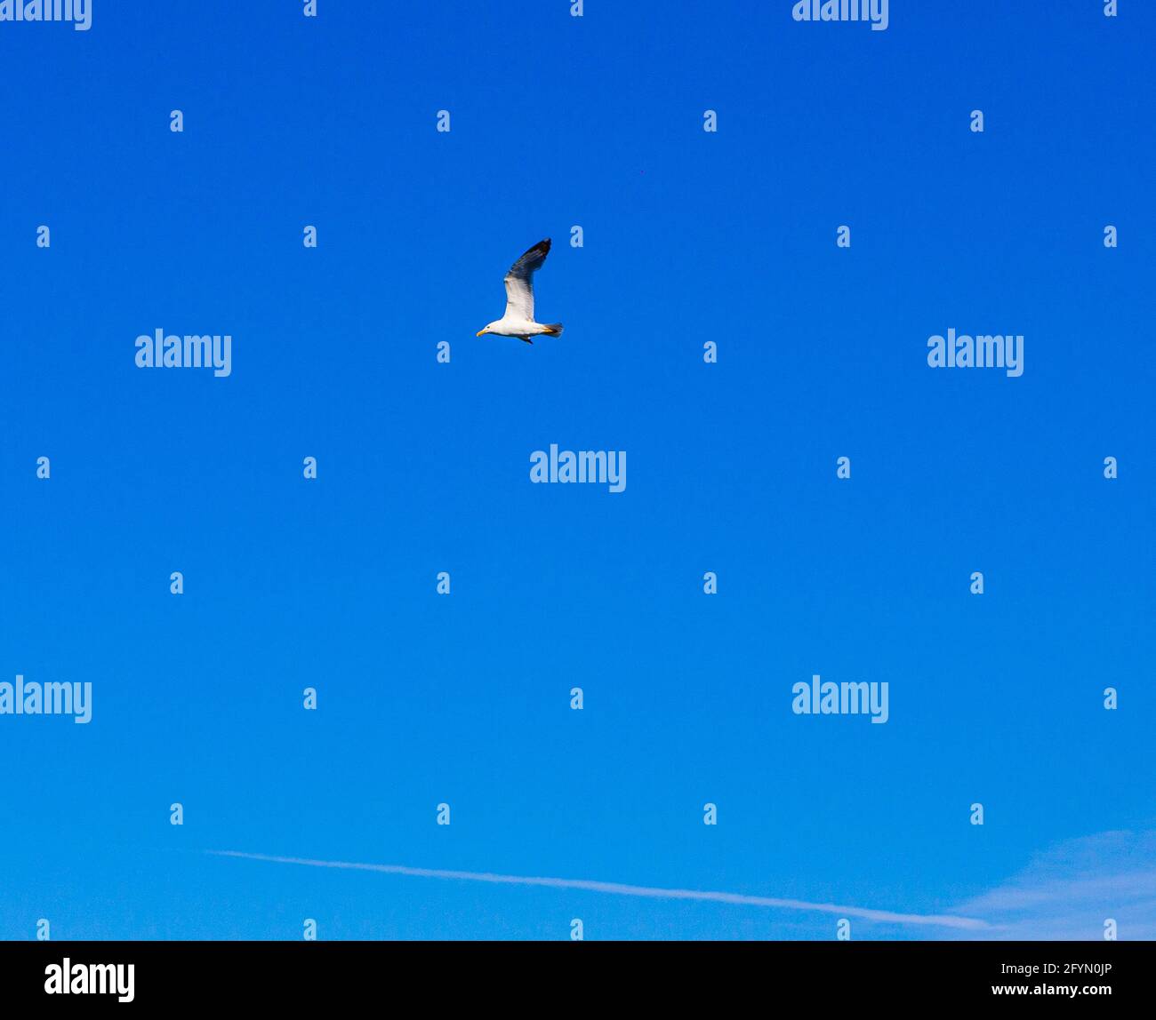 Vogel am Himmel am Meer, ein Vogel, Möwe Stockfoto Vogel am Himmel am Meer, ein Vogel, Möwe Stockfoto