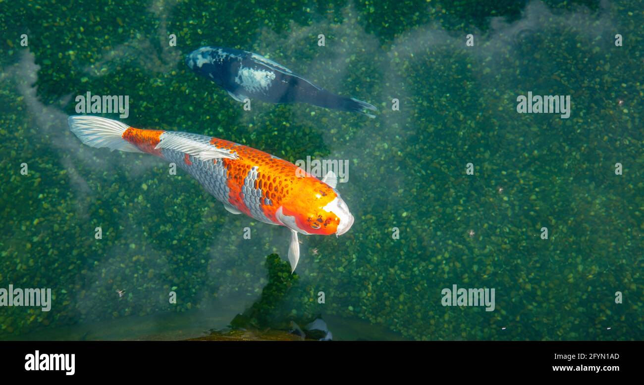 Koi Fische im Teich schwimmen und entspannen duribg einen sonnigen Tag. Stockfoto