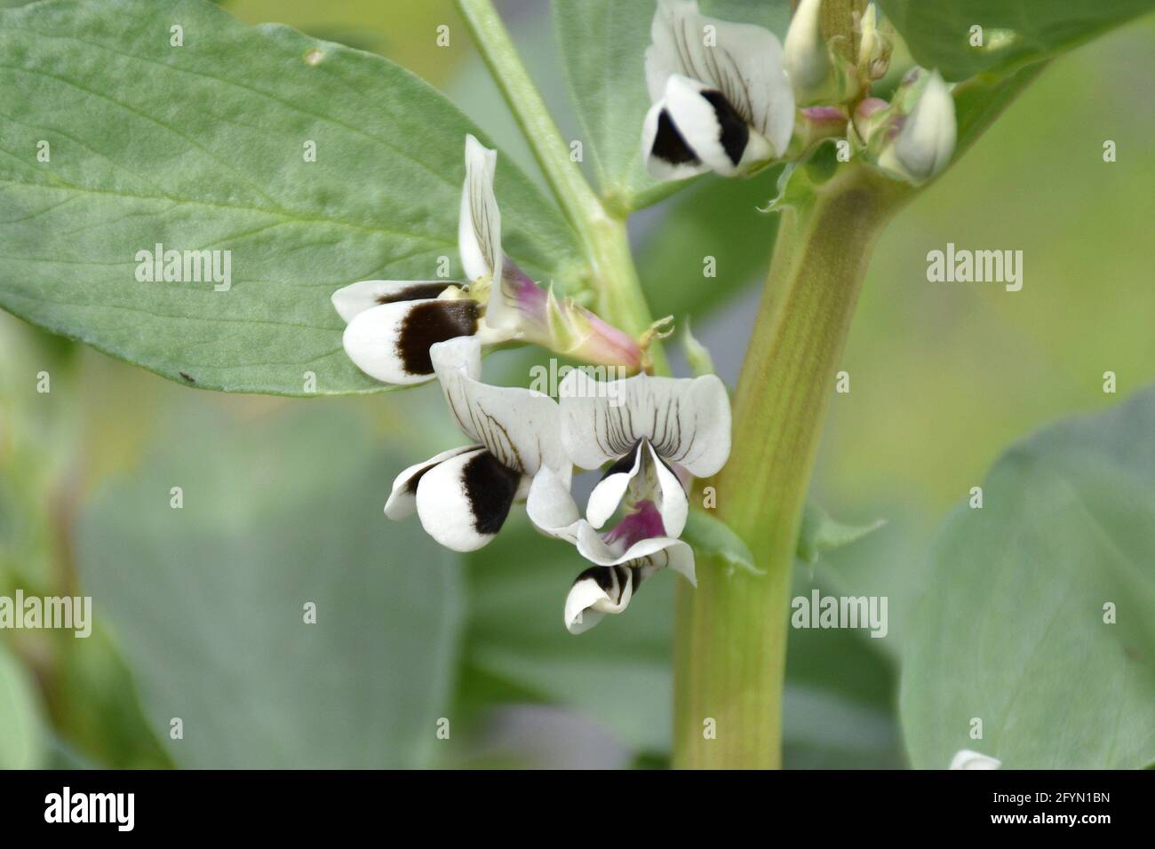 Vicia faba blüht im ländlichen Garten. Weiße und violette Blüten, kultivierte Pflanze. Stockfoto