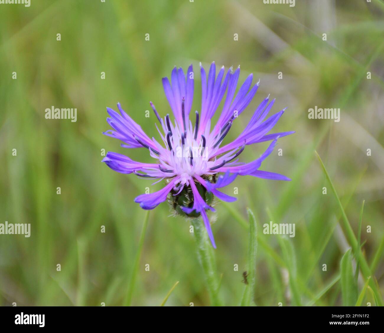 Bunte Blume von Centaurea cyanus. Das Hotel liegt neben einem Bergpfad in Munilla, La Rija, Spanien. Stockfoto