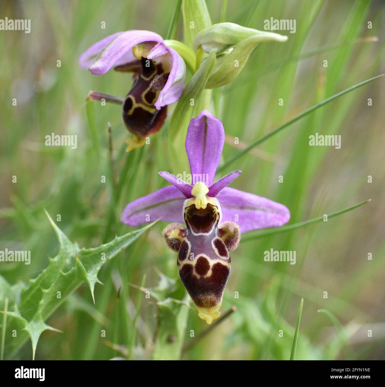 Ophrys picta Pflanze mit Blumen. Sonnige Wiese in Munilla, La Rija, Spanien. Stockfoto