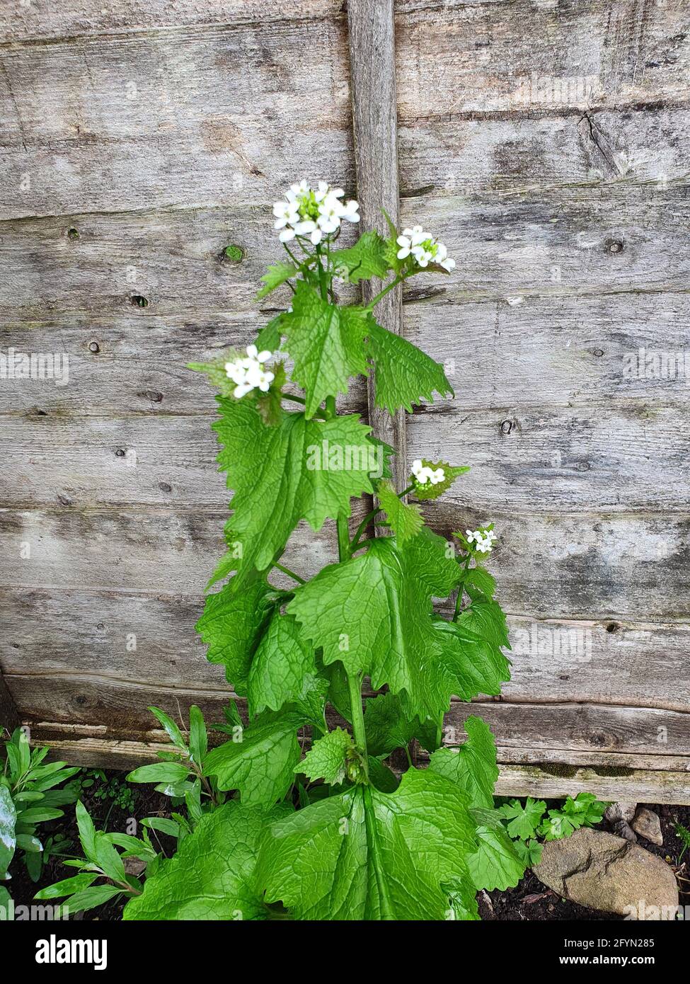 Alliaria petiolata eine frühlingshafte Wildblumen-Kräuter- und Gewürzpflanze mit einer weißen Frühlingsblume, die allgemein als Knoblauchsenf bekannt ist, Stock Photo ima Stockfoto