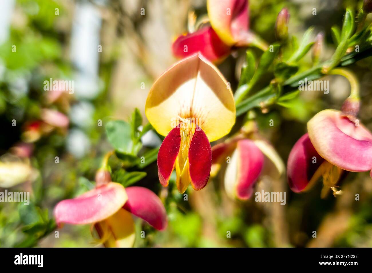 Cystus 'Goldfinch' eine im Frühling blühende kompakte Strauchpflanze mit einer rot-gelben Frühlingsblume, die allgemein als gewöhnlicher Besen bekannt ist, Stockfoto Stockfoto