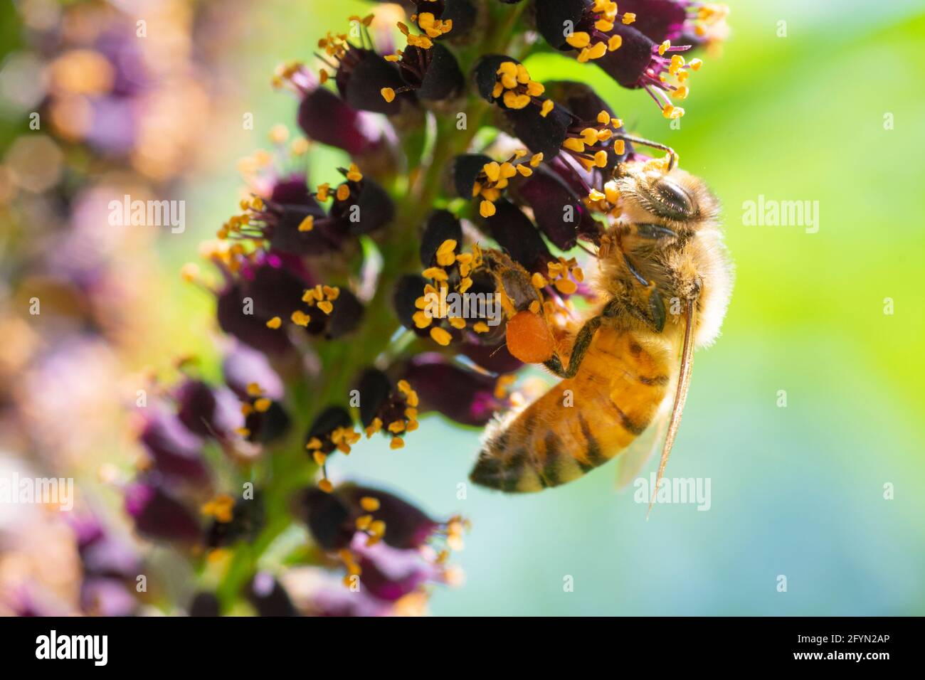 Bienensammlungspollen in der Wüste False Indigo, Amorpha fruticosa Blossom Stockfoto