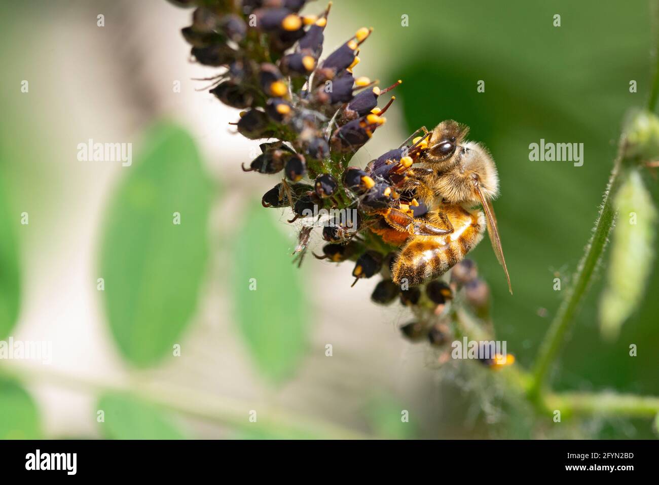 Bienensammlungspollen in der Wüste False Indigo, Amorpha fruticosa Blossom Stockfoto