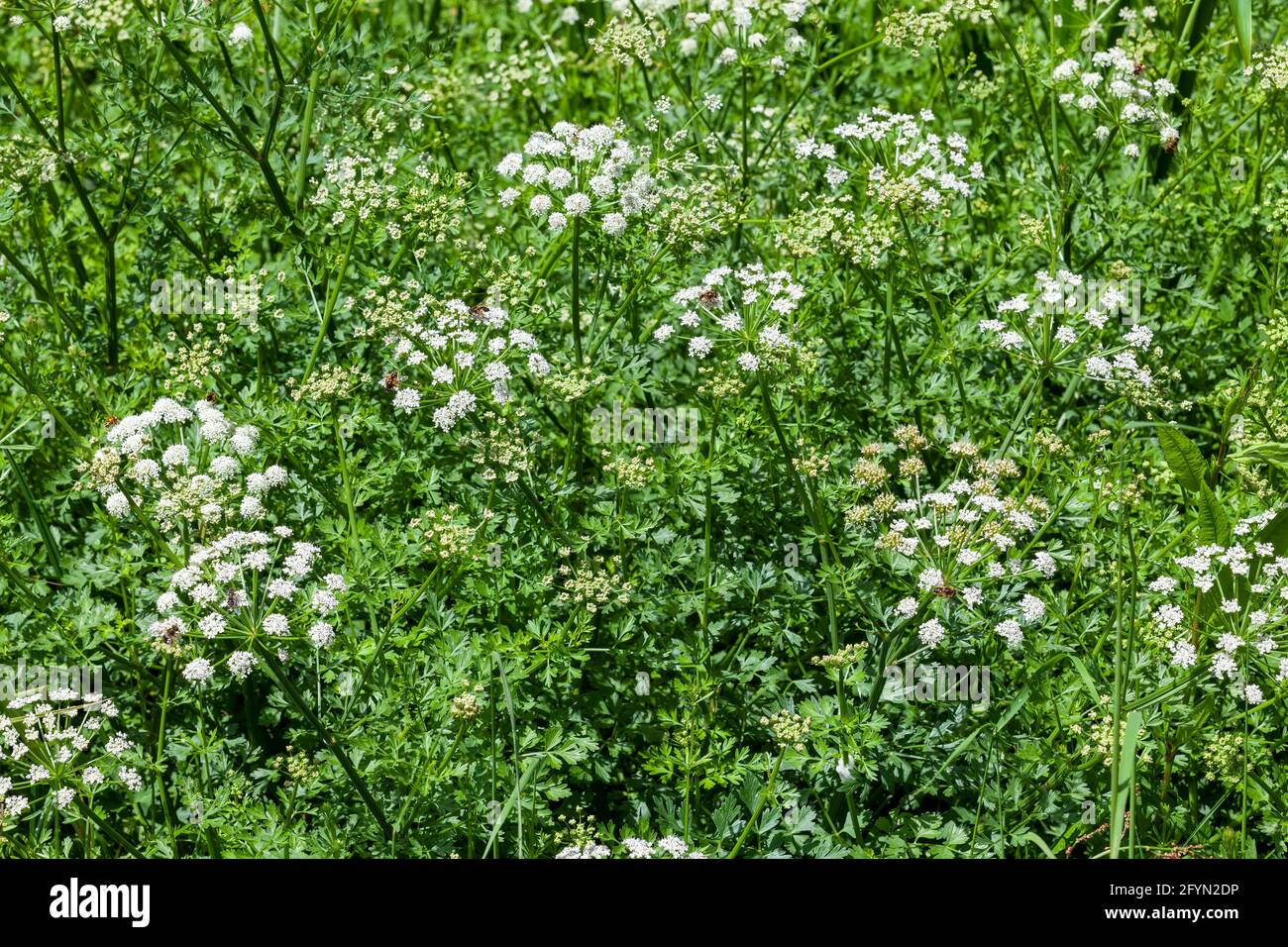 Oenanthe crocata die giftigste Pflanze, die in Großbritannien gefunden wird Das hat eine weiße Frühling Sommer Wildblumenkraut und häufig Bekannt als Hemlock Water Dropwort Stockfoto